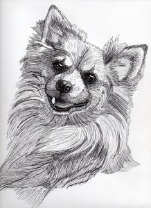 Portrait-Chihuahua.jpg