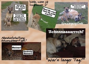 Tierforum Collage fertig.jpg
