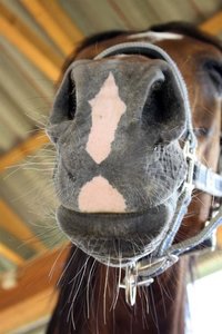 Arabie 96 - Top Horse.JPG