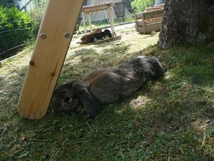 P1090931 tierforum.jpg