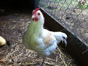 Flockiger Hahn.jpg Flockiger Hahn.jpg