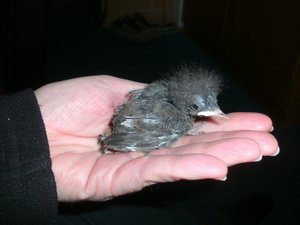 Minipiepsi 14  Tag klein.jpg