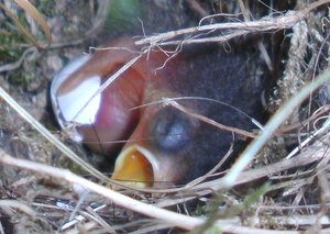 Minipiepsie Eierschalenpopo klein.jpg