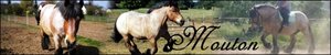 Mouton221.jpg Mouton221.jpg