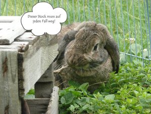 P1120660 Michel Topmodel 1.jpg