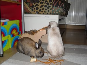 SDC10440 - Kopie (4).JPG