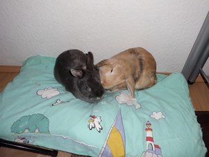 CIMG0199 - Kopie.JPG