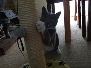 Findus Kratzbaum.jpg