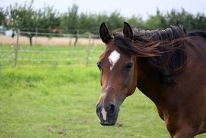 Arabie 96 - Eleganz.jpg