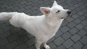 08.09.2008 Leo Splien0001.JPG