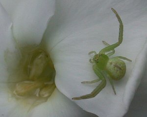 krabbenspinne.jpg krabbenspinne.jpg