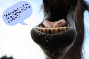 Arabie 96 - SprÃ¼che.JPG