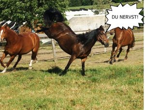 Ã„nnchen - SprÃ¼che.jpg