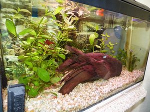 HamsterbÃ¤ckchen - 54 lt. Aquarium.JPG