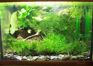 Cerridwen - 20 lt. Aquarium.JPG