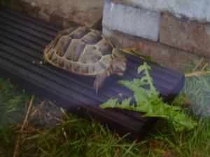 Turtle28 - Paulchen.jpg