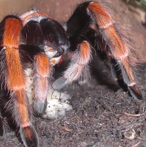 Modecat - Miss Scheibe.JPG