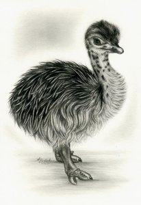 K640_Straussenkueken 2.JPG