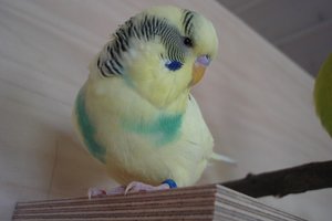 004 (2) - Kopie.JPG 004 (2) - Kopie.JPG