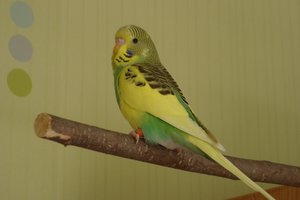 DSC05185.JPG DSC05185.JPG