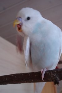 DSC05097 (2).JPG DSC05097 (2).JPG