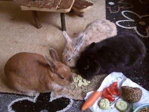 Kaninchen beim Fressen.jpg