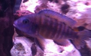 IMG_0474.JPG IMG_0474.JPG