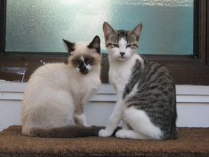 Cleo u Hobbes.jpg Cleo u Hobbes.jpg