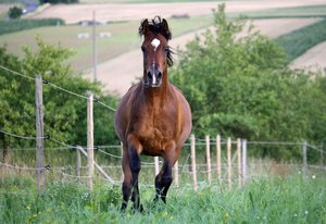 Arabie 96 - Jahreszeit Sommer.jpg