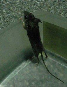 K640_Maus wild 2.JPG