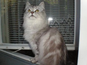 Amelie.JPG Amelie.JPG