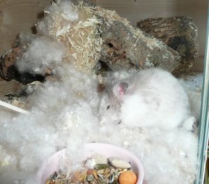 P1090074 finja tierforum am buddelm.jpg P1090074 finja tierforum am buddelm.jpg