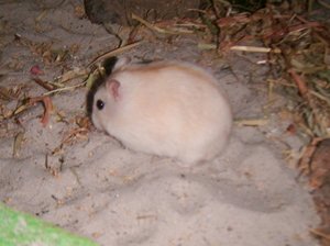 BuddelSanni.jpg BuddelSanni.jpg