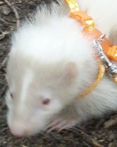 Irma 085 - Kopie.jpg