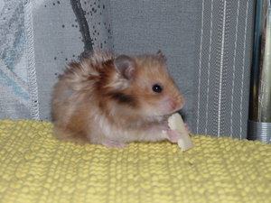 knÃ¶pfchen (5).JPG