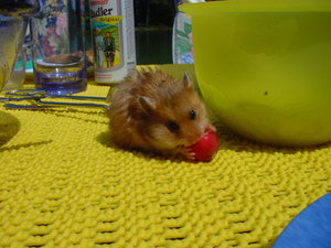 knÃ¶pfchen (3).JPG