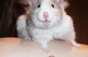 P1120176 finjaund jch.jpg P1120176 finjaund jch.jpg