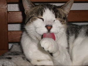 putzt sich.jpg putzt sich.jpg