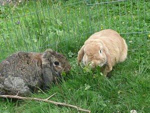 P1110811 vorkoster.jpg