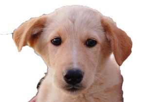 Portrait ausgeschnitten.jpg