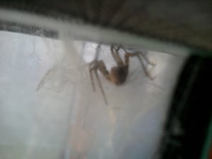 Spinne 1.jpg Spinne 1.jpg