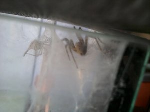 Spinne 2.jpg Spinne 2.jpg