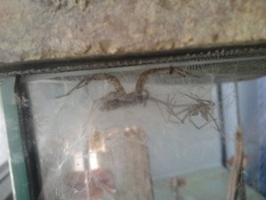 Spinne 3.jpg Spinne 3.jpg