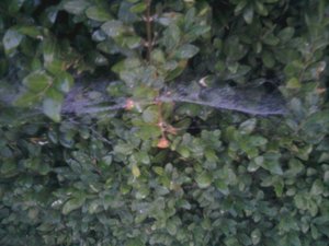 Netz oben.jpg Netz oben.jpg