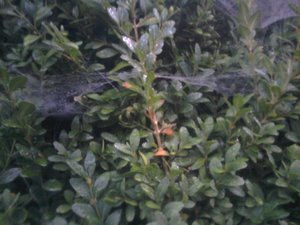 Netz unten.jpg Netz unten.jpg