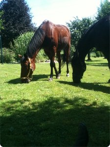 FrisoSunnyGarten029.JPG FrisoSunnyGarten029.JPG