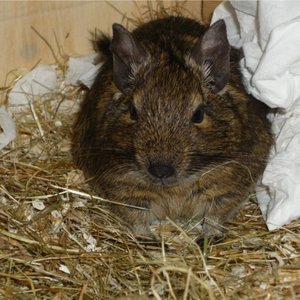 degu2duplo.jpg degu2duplo.jpg