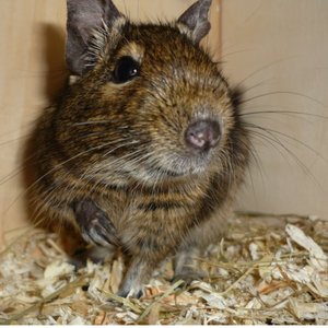 degu1darkwolf.jpg degu1darkwolf.jpg