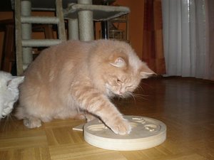 Arvid - Lieblingsspeise.JPG