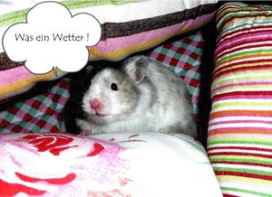 P1070120 finja regen.jpg P1070120 finja regen.jpg